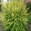 Kép 2/2 - Lonicera nitida 'Baggesen's Gold' – Élénk sárgás levelű talajtakaró lonc habitusa