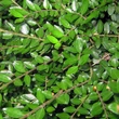 Kép 1/2 - Lonicera nitida 'Elegant' – Talajtakaró lonc