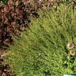 Kép 1/2 - Lonicera nitida 'Panmin' – Mirtuszlonc