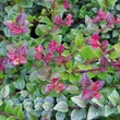 Kép 1/2 - Lonicera nitida 'Red Tips' – Vörösen hajtó mirtuszlonc