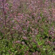 Kép 2/2 - Lonicera nitida 'Red Tips' – Vörösen hajtó mirtuszlonc