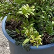 Kép 1/3 - Lonicera nitida 'Tiny Green'® – Talajtakaró lonc
