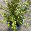 Kép 3/3 - Lonicera nitida 'Tiny Green'® – Talajtakaró lonc