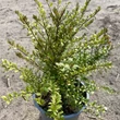 Kép 2/3 - Lonicera nitida 'Tiny Green'® – Talajtakaró lonc