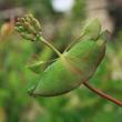 Kép 2/6 - Lonicera periclymenum 'Chojnice' – Búbos lonc
