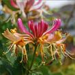 Kép 1/6 - Lonicera periclymenum 'Chojnice' – Búbos lonc