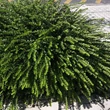 Kép 2/2 - Lonicera pileata 'Moss Green' – Örökzöld lonc, törpe lonc, kínai lonc