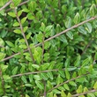 Kép 1/2 - Lonicera pileata 'Moss Green' – Talajtakaró lonc
