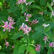 Kép 2/2 - Lonicera tatarica – Tatárlonc