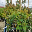Kép 4/5 - Lonicera x heckrottii - Kúszólonc