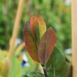 Kép 2/5 - Lonicera x heckrottii - Kúszólonc