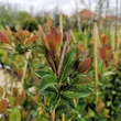 Kép 3/5 - Lonicera x heckrottii - Kúszólonc