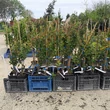 Kép 5/5 - Lonicera x heckrottii - Kúszólonc