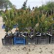 Kép 5/5 - Lonicera x heckrottii - Kúszólonc