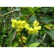 Kép 2/4 - Mahoberberis aquisargentii - Mahoborbolya