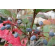 Kép 1/4 - Mahoberberis aquisargentii - Mahoborbolya