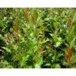 Kép 3/4 - Mahoberberis aquisargentii - Mahoborbolya