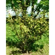 Kép 4/4 - Mahoberberis aquisargentii - Mahoborbolya