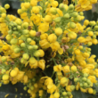 Mahonia aquifolium 'Apollo' – Mahónia