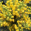 Kép 2/2 - Mahonia aquifolium 'Apollo' – Mahónia