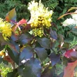 Kép 2/2 - Mahonia aquifolium 'Smaragd' – Zöld levelű mahónia