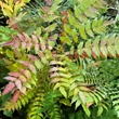 Kép 2/4 - Mahonia 'Sweet Winter'® – Mahónia