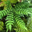 Kép 3/4 - Mahonia 'Sweet Winter'® – Mahónia