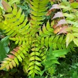 Kép 4/4 - Mahonia 'Sweet Winter'® – Mahónia