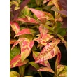 Kép 1/4 - Nandina domestica 'Blush Pink' – Szentfa