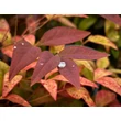 Kép 4/4 - Nandina domestica 'Blush Pink' – Szentfa - képek rendelés vásárlás a Megyeri Szabolcs Kertészeti webáruházban.