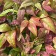 Kép 2/5 - Nandina domestica 'Blush Pink' – Szentfa
