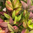 Kép 3/5 - Nandina domestica 'Blush Pink' – Szentfa