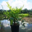 Kép 2/4 - Nandina domestica 'Magical Lemon Lime' (syn.: 'Lemlim') – Szentfa