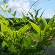 Kép 3/4 - Nandina domestica 'Magical Lemon Lime' (syn.: 'Lemlim') – Szentfa