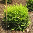 Kép 4/4 - Nandina domestica 'Magical Lemon Lime' (syn.: 'Lemlim') – Szentfa