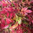 Kép 3/3 - Nandina domestica 'Obsessed' (syn.: 'Seika') – Japán szentfa