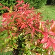 Kép 2/3 - Nandina domestica 'Obsessed' (syn.: 'Seika') – Japán szentfa