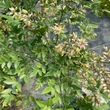 Kép 2/4 - Nandina domestica 'Richmond' – Japán szentfa