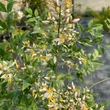Kép 3/4 - Nandina domestica 'Richmond' – Japán szentfa