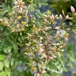 Kép 4/4 - Nandina domestica 'Richmond' – Japán szentfa