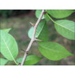 Kép 2/4 - Maclura pomifera - Narancseperfa