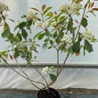 Kép 2/4 - Photinia x fraseri 'Baton Rouge' – Korallberkenye