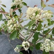 Kép 3/4 - Photinia x fraseri 'Baton Rouge' – Korallberkenye