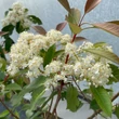 Kép 4/4 - Photinia x fraseri 'Baton Rouge' – Korallberkenye