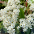 Kép 1/4 - Photinia x fraseri 'Baton Rouge' – Korallberkenye