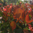Photinia fraseri 'Little Red Robin' - Törpe vörös korallberkenye