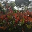 Kép 3/5 - Photinia fraseri 'Little Red Robin' - Törpe vörös korallberkenye