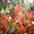 Kép 4/5 - Photinia fraseri 'Little Red Robin' - Törpe vörös korallberkenye
