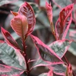 Kép 5/6 - Photinia fraseri 'Louise' (syn.: 'McLarlou') – Korallberkenye