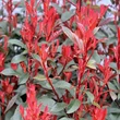 Kép 5/6 - Photinia x fraseri 'Carre Rouge' (syn.: 'Mandarino') – Korallberkenye